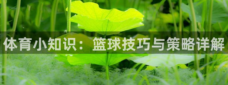 体育小知识：篮球技巧与策略详解